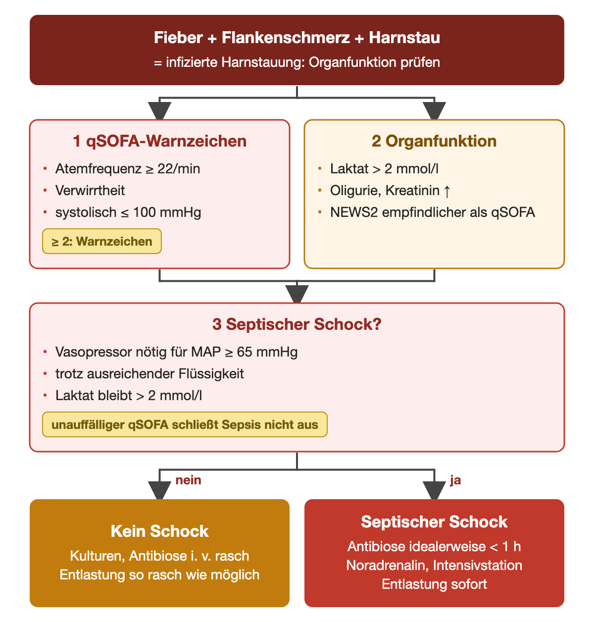 Schema Sepsiserkennung bei infizierter Harnstauung: qSOFA-Zeichen und Organfunktion parallel prüfen, dann Frage nach septischem Schock; unten Vorgehen ohne und mit Schock