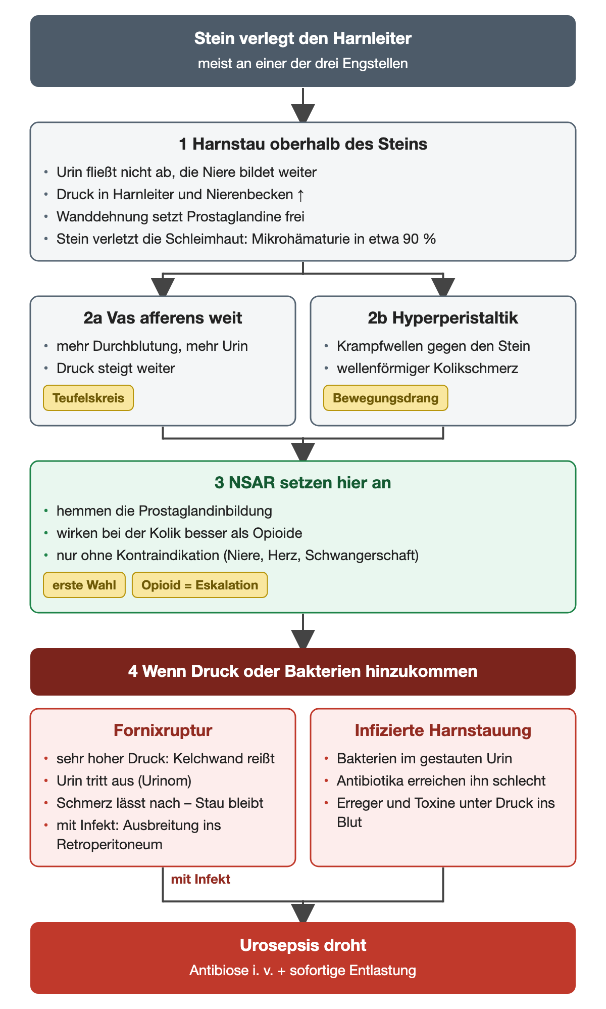 Nummeriertes Flussschema: Stein verlegt den Harnleiter, Harnstau setzt Prostaglandine frei, daraus Teufelskreis über das Vas afferens und Hyperperistaltik; NSAR hemmen diesen Schritt; unten Fornixruptur und infizierte Harnstauung mit drohender Urosepsis