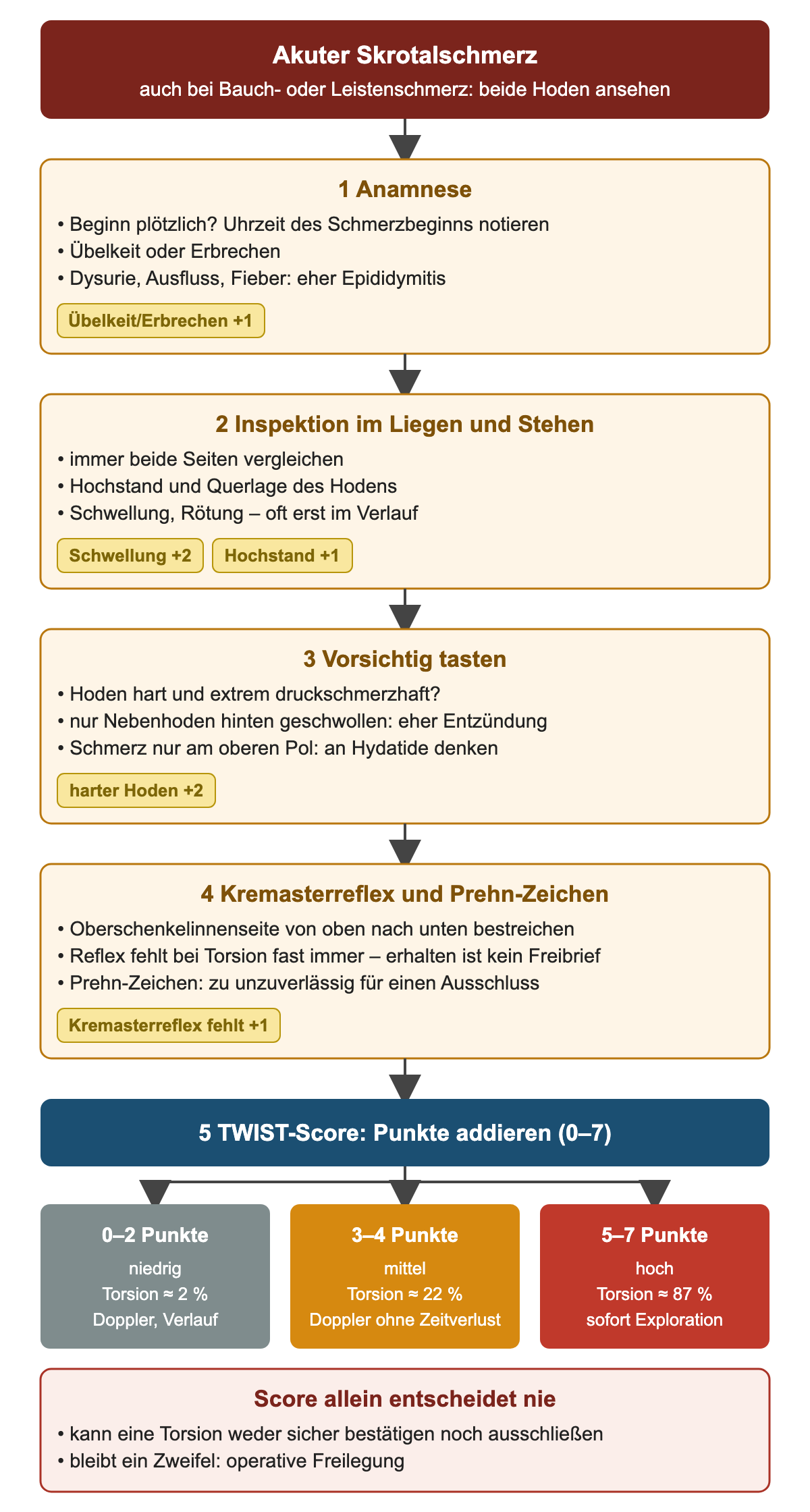 Untersuchungsablauf in vier Schritten – Anamnese, Inspektion im Liegen und Stehen, vorsichtiges Tasten, Kremasterreflex und Prehn-Zeichen – mit gelben Punkte-Etiketten; darunter der TWIST-Score mit drei Ausgängen: 0–2 Punkte niedrig, 3–4 mittel, 5–7 hoch, und ein roter Hinweis, dass der Score allein nie entscheidet
