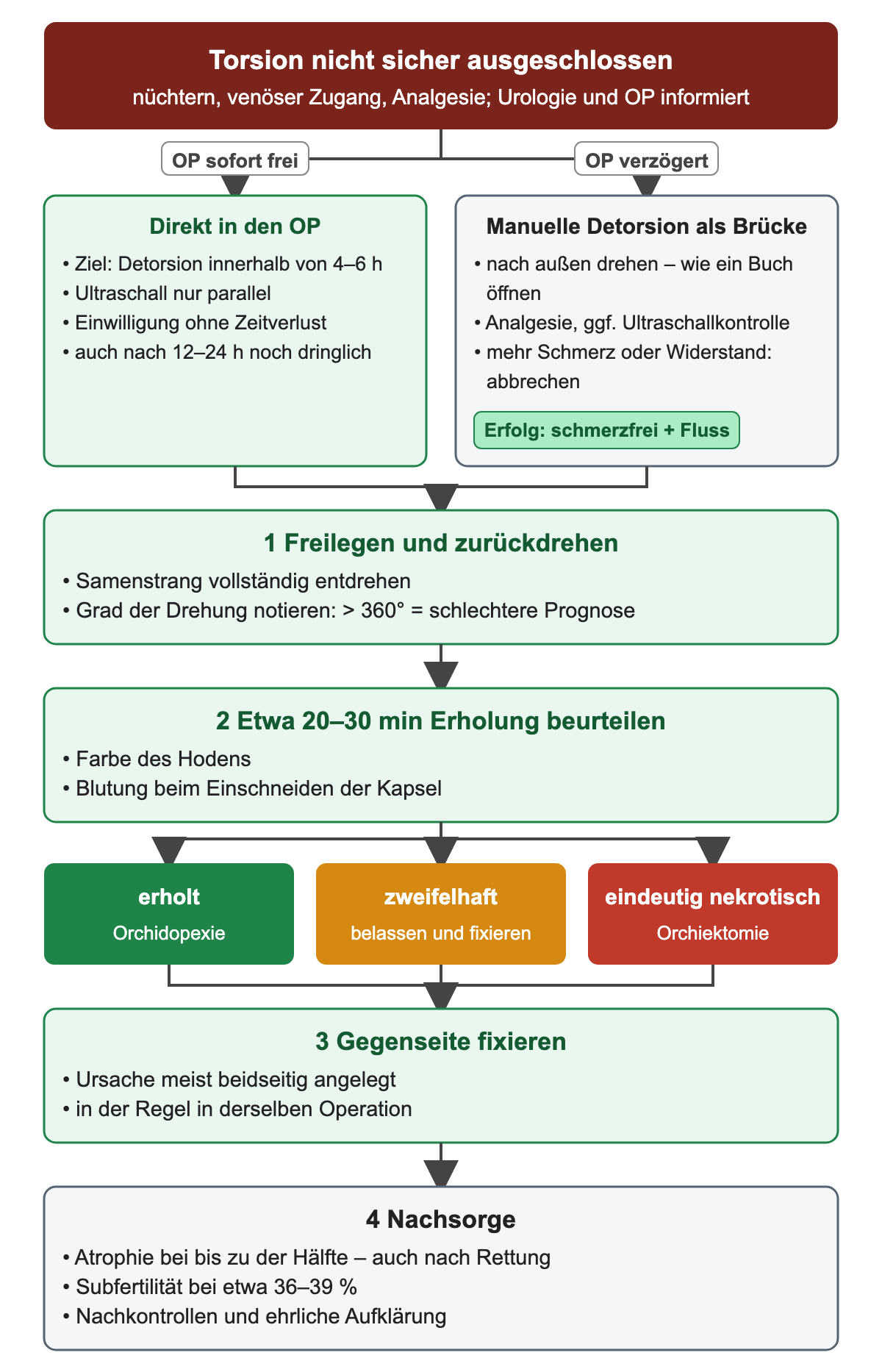 Ablauf ab Torsionsverdacht: Verzweigung OP sofort frei oder verzögert mit manueller Detorsion als Brücke; dann Freilegen und Zurückdrehen, etwa 20–30 Minuten Erholung beurteilen, drei Ausgänge erholt, zweifelhaft, eindeutig nekrotisch; danach Gegenseite fixieren und Nachsorge mit Atrophie bei bis zur Hälfte und Subfertilität bei etwa 36–39 %