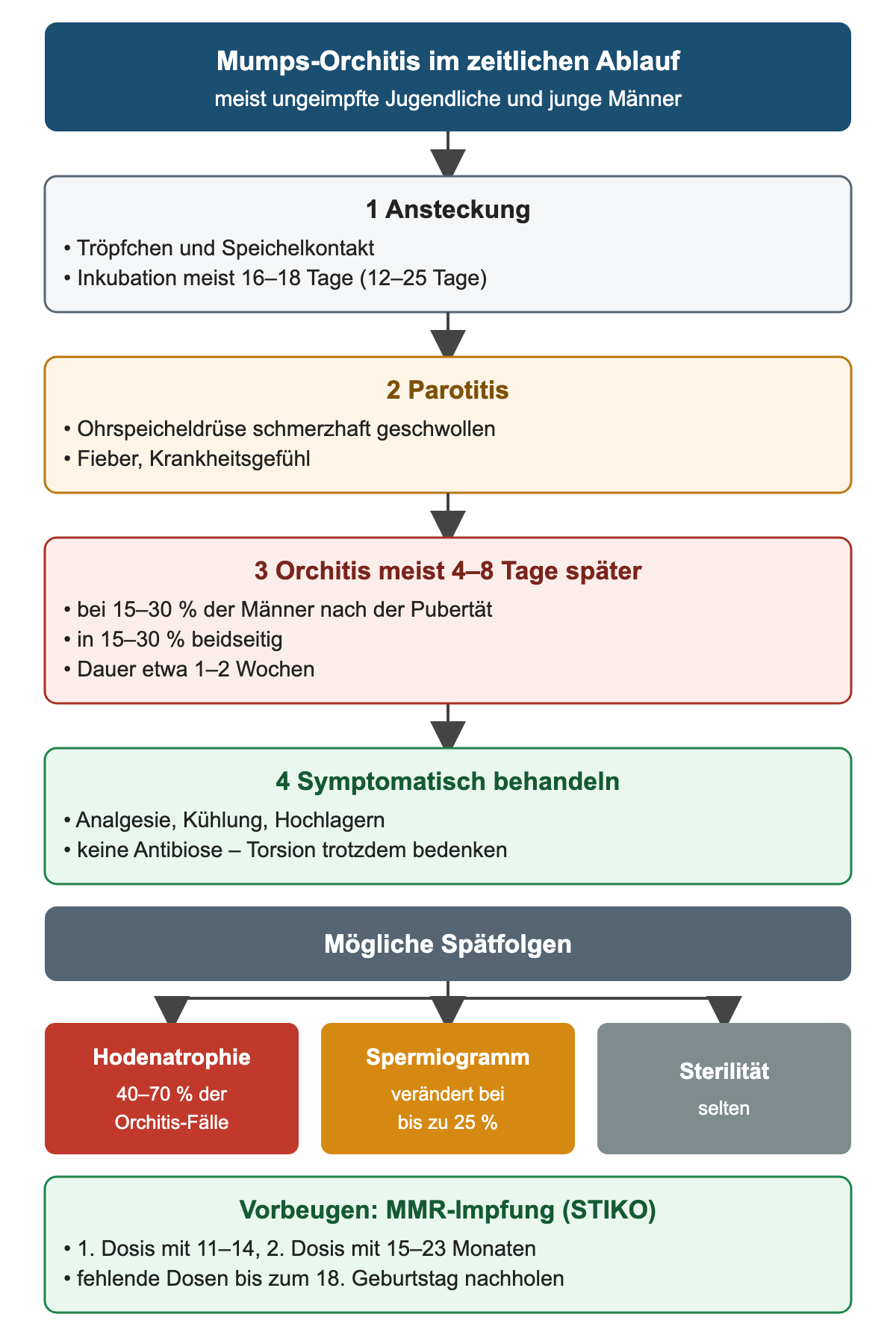 Zeitlicher Ablauf der Mumps-Orchitis: Ansteckung mit Inkubation meist 16–18 Tage, Parotitis, Orchitis meist 4–8 Tage später bei 15–30 % der Männer nach der Pubertät und in 15–30 % beidseitig, symptomatische Behandlung; darunter Spätfolgen Hodenatrophie 40–70 %, verändertes Spermiogramm bis 25 %, Sterilität selten, und die MMR-Impfung mit 11–14 und 15–23 Monaten
