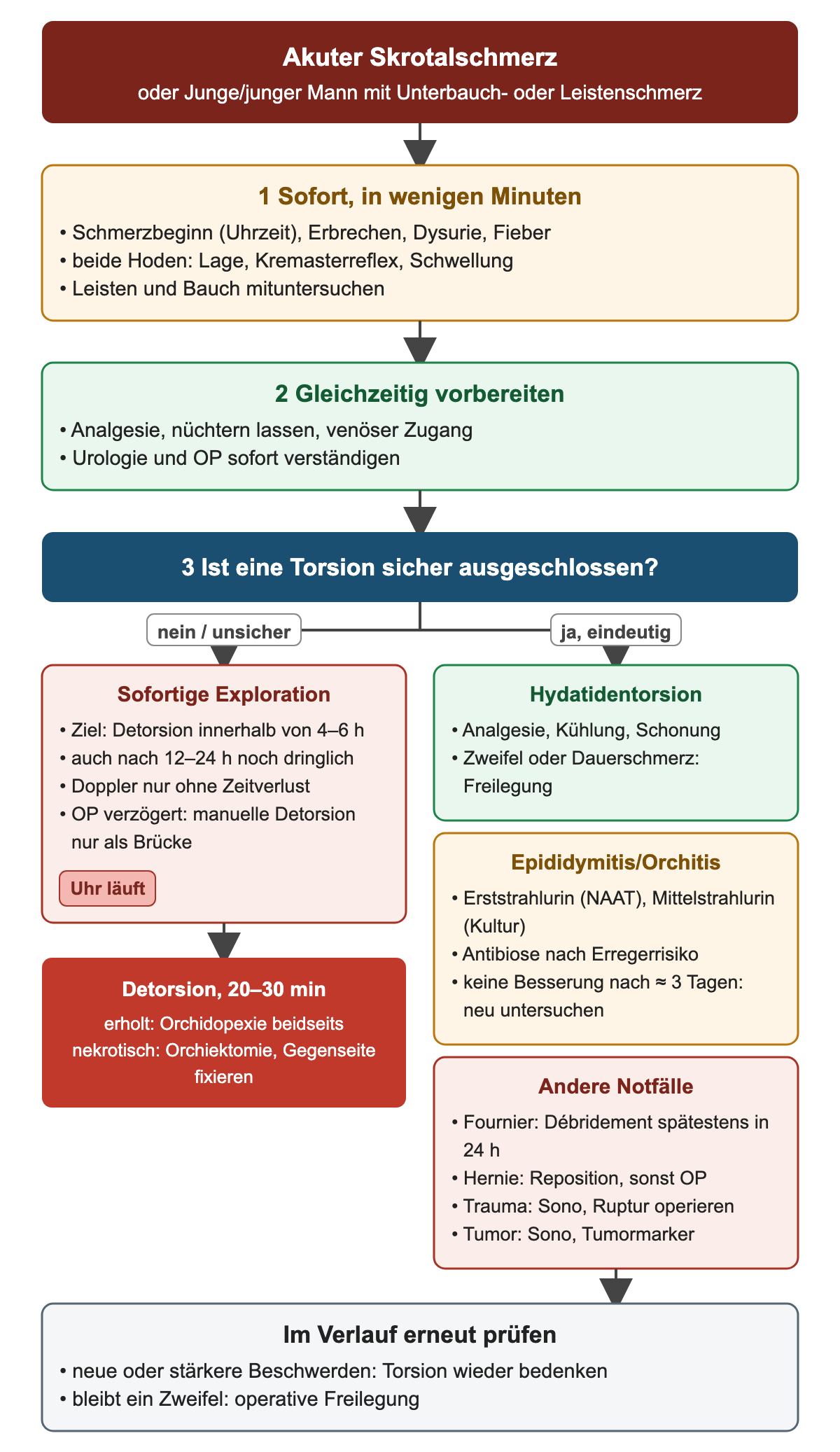 Entscheidungsweg beim akuten Skrotum: Sofortuntersuchung und parallele Vorbereitung, dann die Frage, ob eine Torsion sicher ausgeschlossen ist; bei nein oder unsicher sofortige Exploration mit Ziel Detorsion innerhalb von 4–6 Stunden und Ausgang nach 20–30 Minuten; bei ja Hydatidentorsion, Epididymitis/Orchitis oder andere Notfälle mit Fournier-Débridement spätestens in 24 Stunden; unten erneute Prüfung im Verlauf