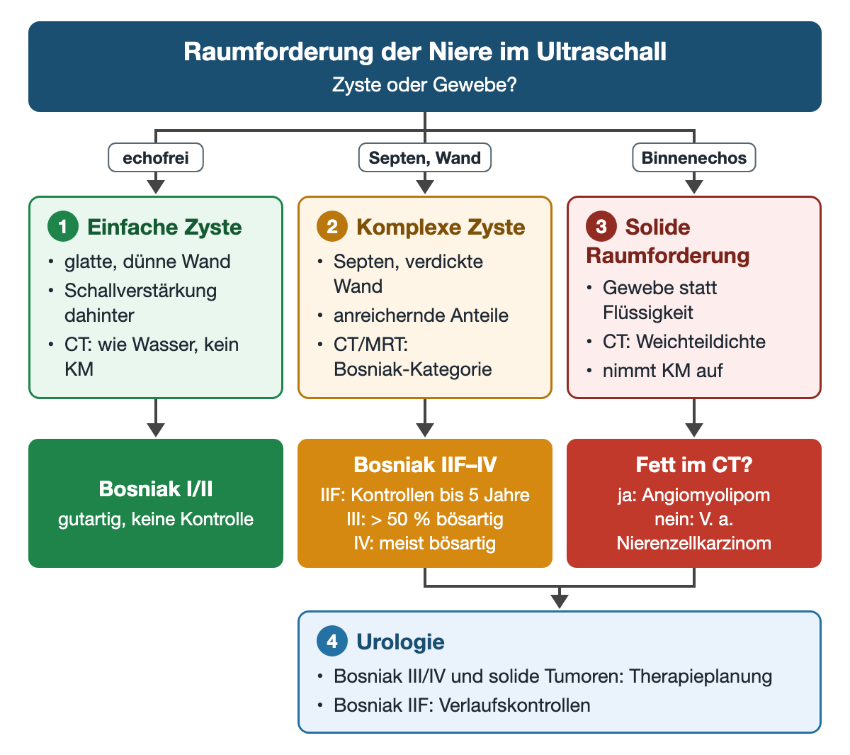 Entscheidungsbaum für eine Nierenraumforderung im Ultraschall mit drei Ästen: echofrei zur einfachen Zyste (Bosniak I/II, keine Kontrolle), Septen oder Wand zur komplexen Zyste (Bosniak IIF bis IV), Binnenechos zur soliden Raumforderung (Fett: Angiomyolipom, sonst Verdacht auf Nierenzellkarzinom); die beiden rechten Äste führen zur Urologie