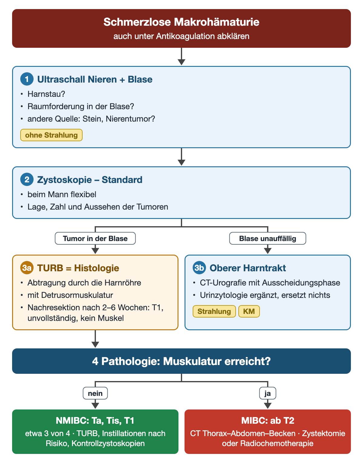 Ablauf von der schmerzlosen Makrohämaturie über Ultraschall und Zystoskopie; bei Tumor in der Blase TURB mit Nachresektion nach 2 bis 6 Wochen, bei unauffälliger Blase CT-Urografie des oberen Harntrakts; die Pathologie trennt nicht muskelinvasive Tumoren Ta, Tis, T1 von muskelinvasiven ab T2