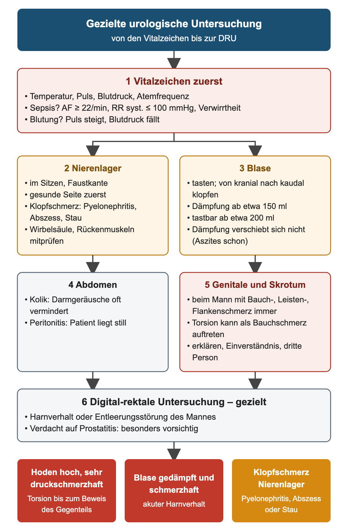 Untersuchungsablauf in sechs Schritten: Vitalzeichen mit Sepsis-Grenzwerten, Nierenlager, Blase mit Füllvolumina, Abdomen, Genitale und Skrotum, gezielte digital-rektale Untersuchung; unten drei typische Befunde mit ihrer Bedeutung
