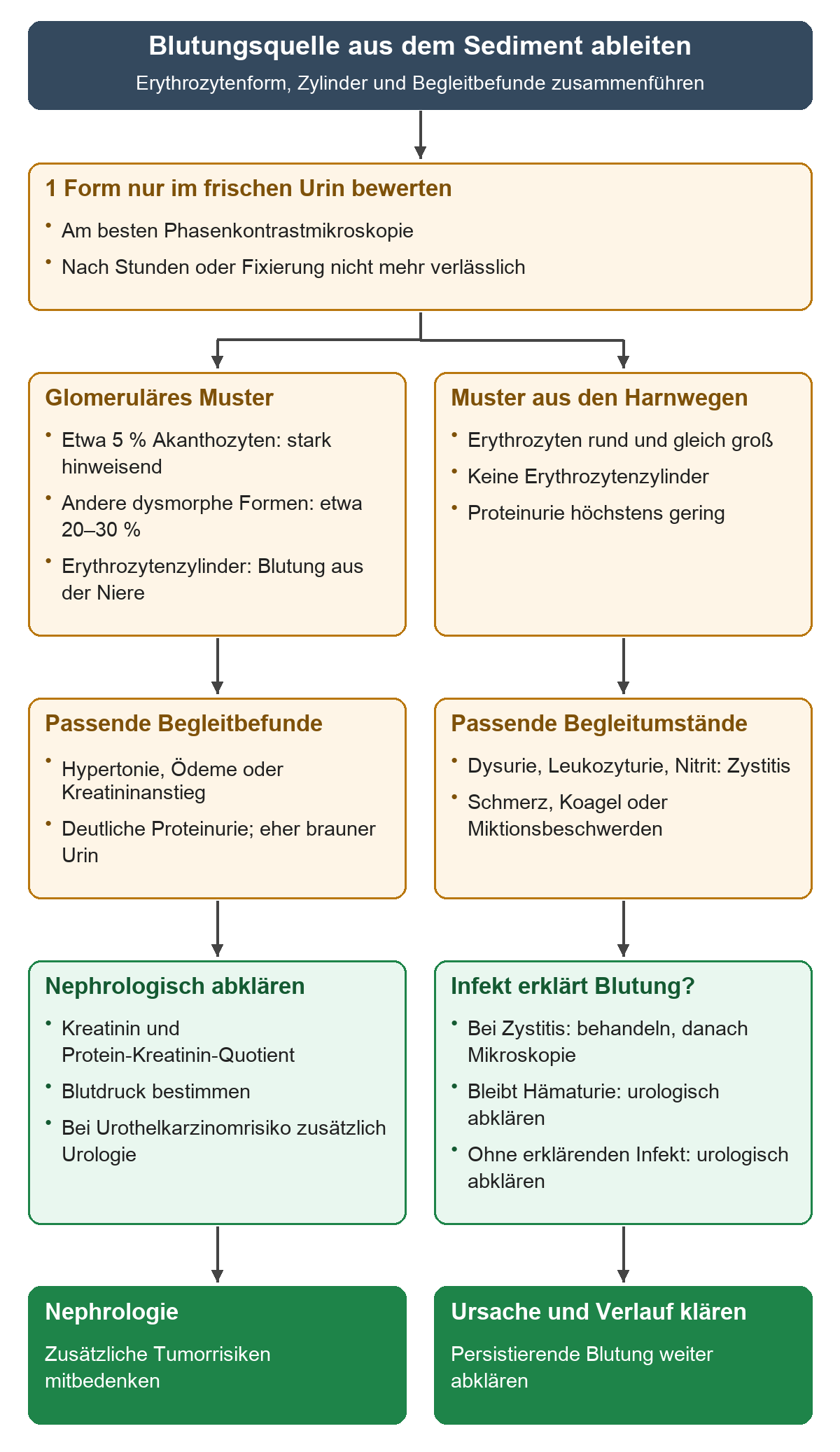 Frisches Sediment führt links über dysmorphe Erythrozyten, Akanthozyten und Zylinder zur Nephrologie und rechts über eumorphe Erythrozyten mit Harnwegshinweisen zur ursachenbezogenen Abklärung.