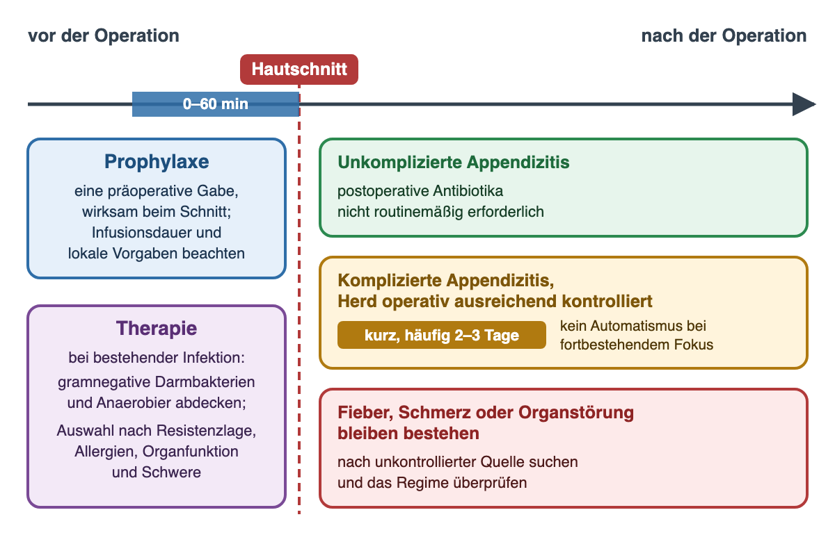 Zeitstrahl von vor der Operation bis nach der Operation mit einer gestrichelten roten Linie beim Hautschnitt. Vor dem Schnitt ein blaues Fenster 0–60 min. Links darunter zwei Kästen: Prophylaxe – eine präoperative Gabe, wirksam beim Schnitt, Infusionsdauer und lokale Vorgaben beachten; Therapie – bei bestehender Infektion gramnegative Darmbakterien und Anaerobier abdecken, Auswahl nach Resistenzlage, Allergien, Organfunktion und Schwere. Rechts nach dem Schnitt drei Kästen: unkomplizierte Appendizitis – postoperative Antibiotika nicht routinemäßig erforderlich; komplizierte Appendizitis mit operativ ausreichend kontrolliertem Herd – kurz, häufig 2–3 Tage, kein Automatismus bei fortbestehendem Fokus; Fieber, Schmerz oder Organstörung bleiben bestehen – nach unkontrollierter Quelle suchen und das Regime überprüfen.
