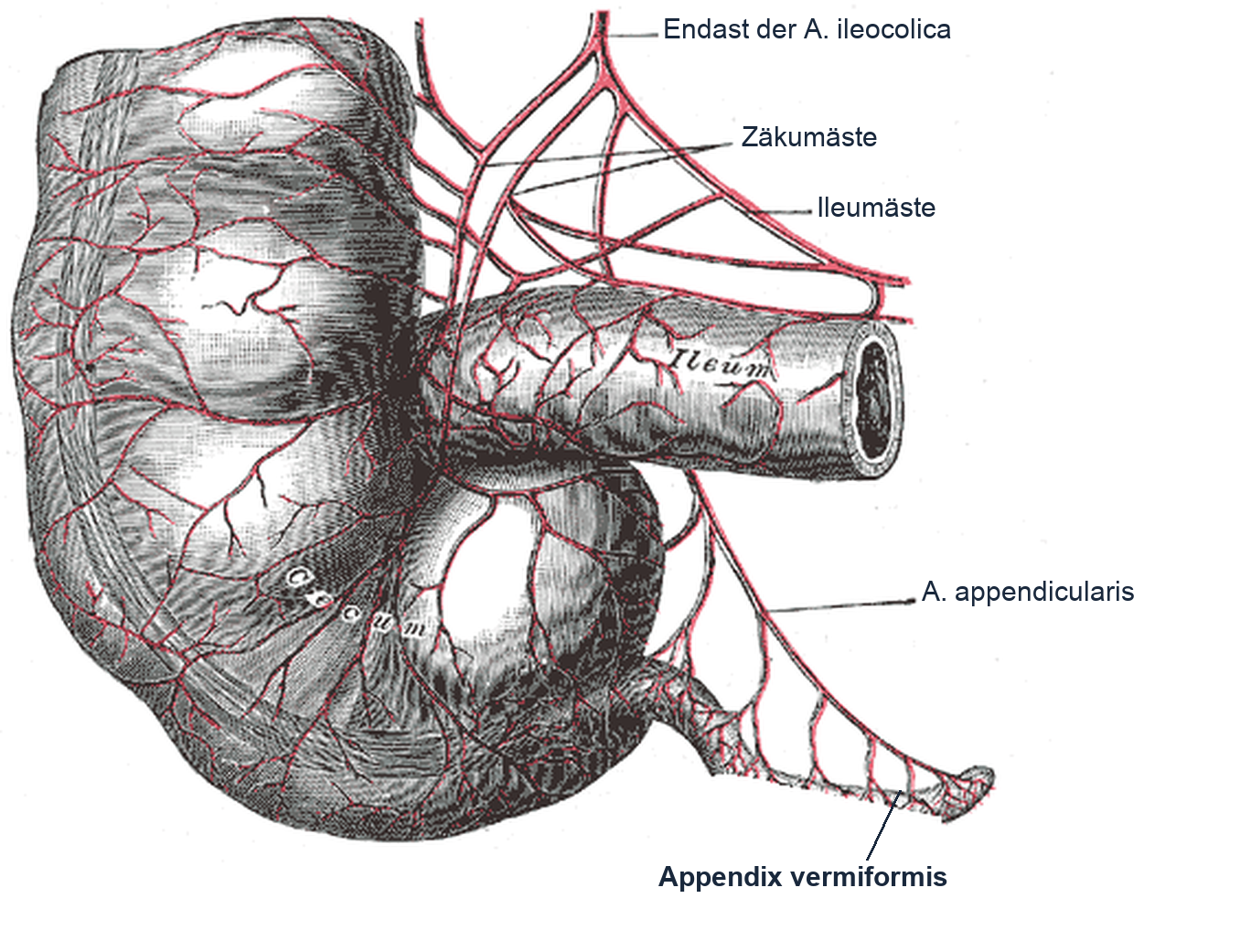 Zeichnung von Zäkum, einmündendem Ileum und Appendix vermiformis mit ihren Arterien. Aus dem Endast der A. ileocolica gehen Zäkumäste, Ileumäste und die A. appendicularis hervor; die A. appendicularis zieht in einer dünnen Gewebeaufhängung bis zur Spitze der Appendix.
