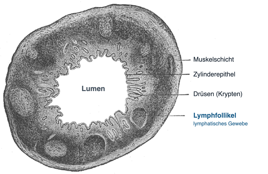 Historische Zeichnung eines mikroskopischen Querschnitts durch die Appendix. In der Mitte das weite, gefaltete Lumen, ausgekleidet von Zylinderepithel mit schlauchförmigen Drüsen. In der Wand liegen ringsum mehrere große, rundliche Lymphfollikel; außen umgibt eine Muskelschicht den Querschnitt.