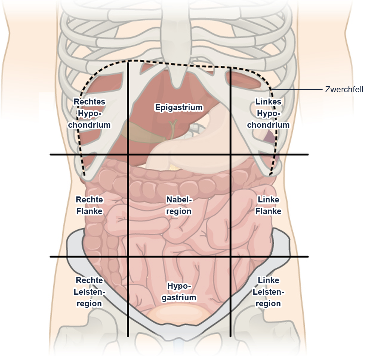 Vorderansicht des Bauchs mit Rippenbogen, Becken und durchscheinenden Organen. Zwei senkrechte und zwei waagerechte Linien teilen den Bauch in neun Regionen: rechtes Hypochondrium, Epigastrium, linkes Hypochondrium, rechte Flanke, Nabelregion, linke Flanke, rechte Leistenregion, Hypogastrium und linke Leistenregion. Eine gestrichelte Linie markiert das Zwerchfell.