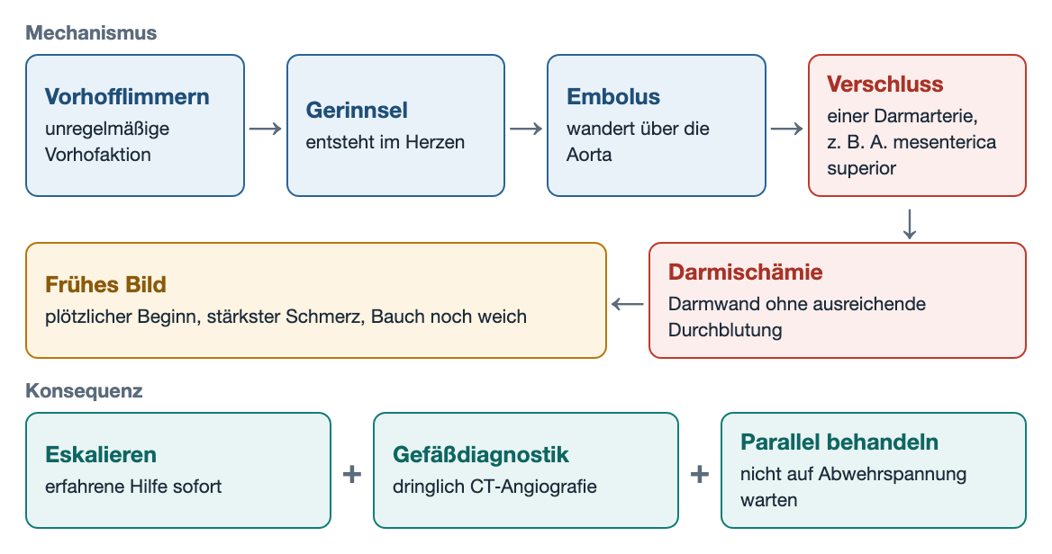 Flussdiagramm: Vorhofflimmern, Gerinnsel im Herzen, Embolus über die Aorta, Verschluss einer Darmarterie, Darmischämie mit frühem Bild aus plötzlichem stärkstem Schmerz bei weichem Bauch; Konsequenz: eskalieren, dringliche CT-Angiografie und parallele Behandlung.