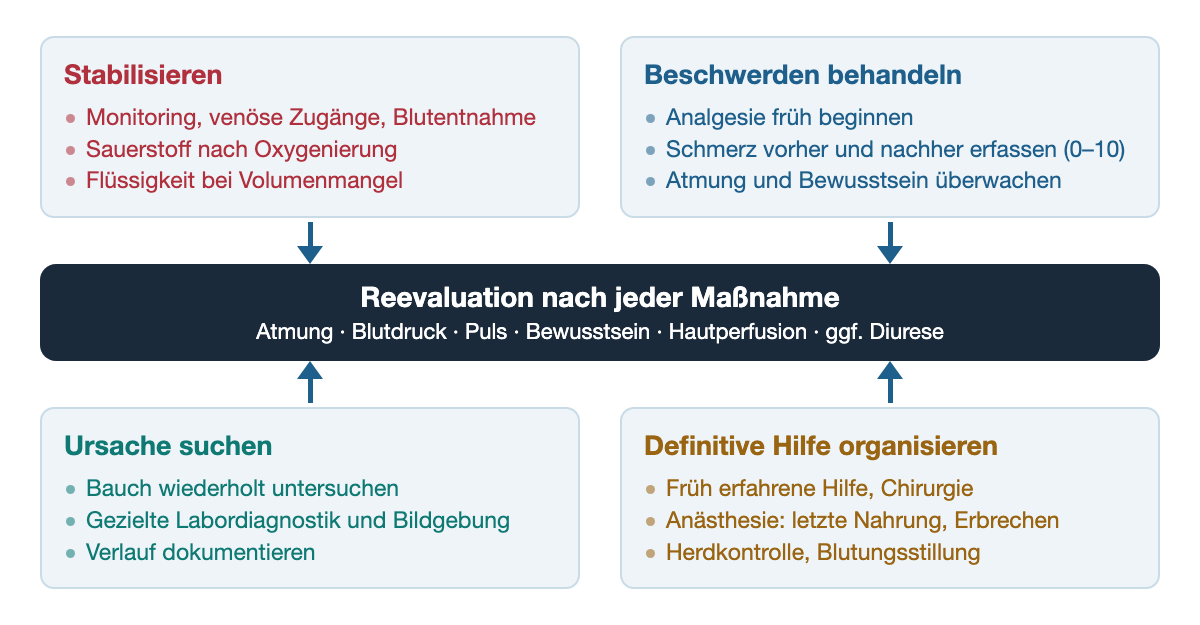 Vier Aufgabenfelder, die gleichzeitig laufen: Stabilisieren mit Monitoring, venösen Zugängen, Blutentnahme, Sauerstoff nach Oxygenierung und Flüssigkeit bei Volumenmangel; Beschwerden behandeln mit früher Analgesie, Schmerzerfassung von 0 bis 10 und Überwachung von Atmung und Bewusstsein; Ursache suchen mit wiederholter Untersuchung, gezielter Labordiagnostik und Bildgebung sowie Verlaufsdokumentation; definitive Hilfe organisieren mit früher erfahrener Hilfe und Chirurgie, Information der Anästhesie über letzte Nahrung und Erbrechen sowie Herdkontrolle und Blutungsstillung. Alle Felder führen zu einem zentralen Balken: Reevaluation nach jeder Maßnahme mit Atmung, Blutdruck, Puls, Bewusstsein, Hautperfusion und gegebenenfalls Diurese.