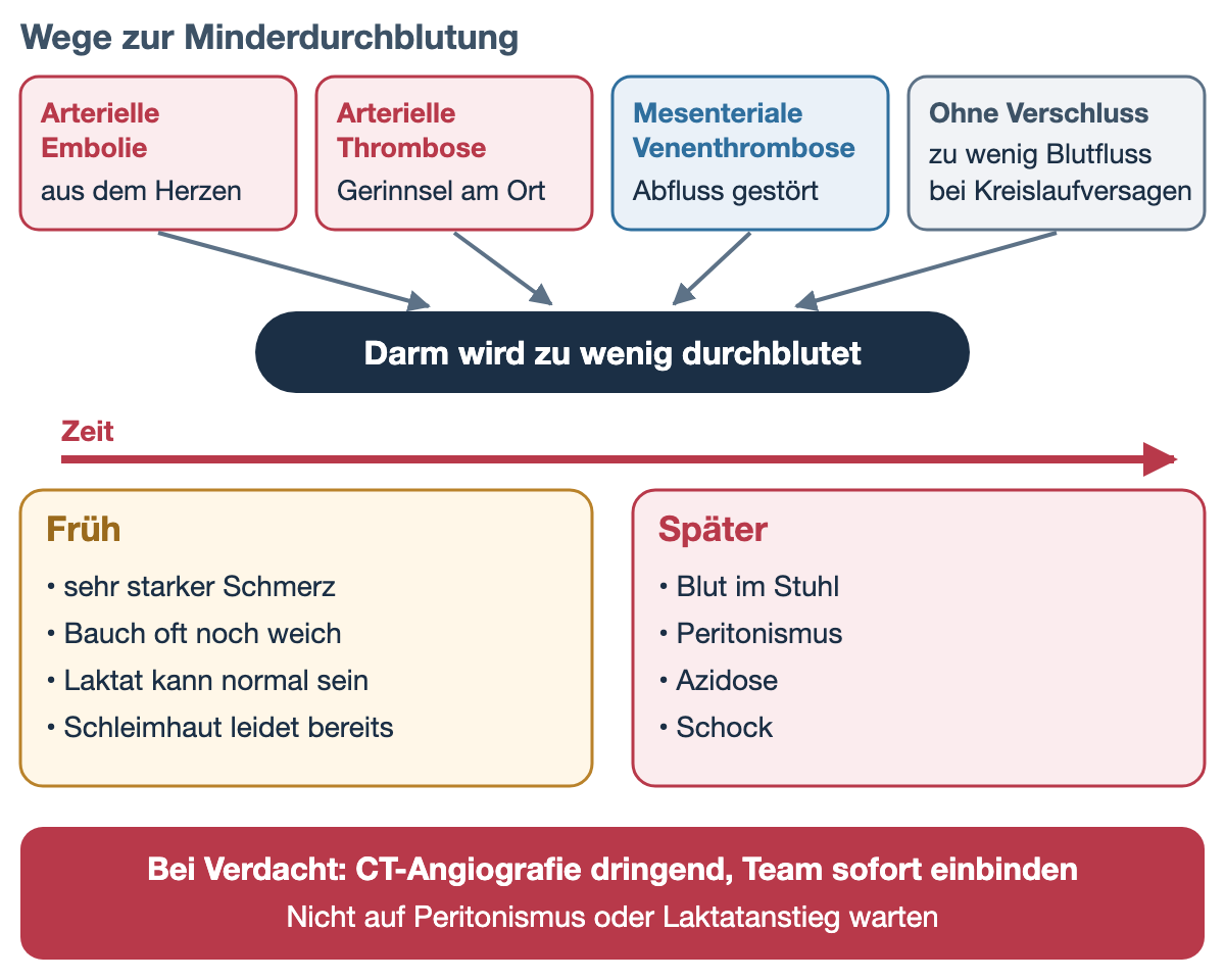 Vier Kästen oben nennen Wege zur Minderdurchblutung des Darms: arterielle Embolie aus dem Herzen, arterielle Thrombose am Ort, mesenteriale Venenthrombose mit gestörtem Abfluss und zu wenig Blutfluss ohne Verschluss bei Kreislaufversagen. Pfeile führen zu einem dunklen Balken: Darm wird zu wenig durchblutet. Darunter ein roter Zeitpfeil und zwei Kästen. Früh: sehr starker Schmerz, Bauch oft noch weich, Laktat kann normal sein, Schleimhaut leidet bereits. Später: Blut im Stuhl, Peritonismus, Azidose, Schock. Unten ein roter Balken: Bei Verdacht CT-Angiografie dringend, Team sofort einbinden; nicht auf Peritonismus oder Laktatanstieg warten.