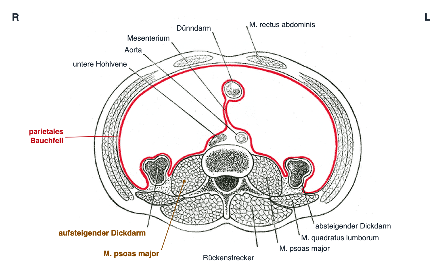 Historische Zeichnung eines Querschnitts durch den Unterbauch, so gedreht, dass die rechte Körperseite links im Bild liegt. Eine rote Linie zeigt das parietale Bauchfell, das die Bauchhöhle auskleidet. Hinten links liegt der aufsteigende Dickdarm direkt vor den Muskeln der hinteren Bauchwand; daneben am Wirbelkörper der M. psoas major. Weitere Beschriftungen: Dünndarm mit Mesenterium, Aorta, untere Hohlvene, absteigender Dickdarm, M. quadratus lumborum, Rückenstrecker und M. rectus abdominis.