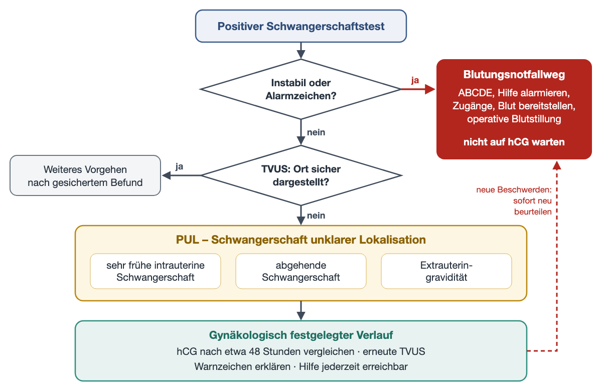 Flussdiagramm: Positiver Schwangerschaftstest. Erste Frage: instabil oder Alarmzeichen? Ja führt rot zum Blutungsnotfallweg mit ABCDE, Hilfe, Zugängen, Blutbereitstellung und operativer Blutstillung, ohne auf hCG zu warten. Nein führt zur Frage, ob die TVUS den Ort sicher darstellt; ja führt zum weiteren Vorgehen nach gesichertem Befund. Nein führt zum gelben Kasten PUL mit drei Möglichkeiten: sehr frühe intrauterine Schwangerschaft, abgehende Schwangerschaft, Extrauteringravidität. Darunter der gynäkologisch festgelegte Verlauf mit hCG-Vergleich nach etwa 48 Stunden, erneuter TVUS und Warnhinweisen; eine gestrichelte rote Linie führt bei neuen Beschwerden zurück zum Notfallweg.