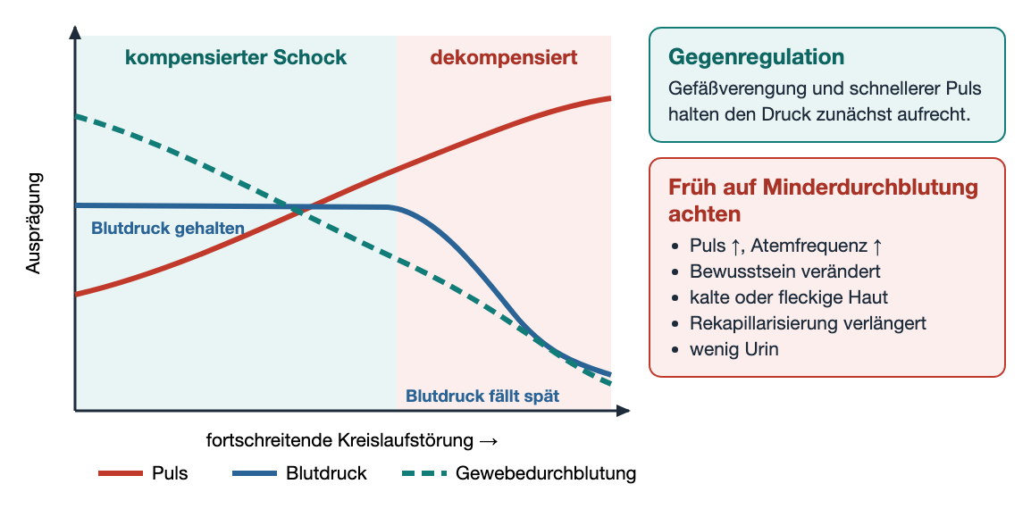 Verlaufsschema: Im kompensierten Schock steigt der Puls und die Gewebedurchblutung sinkt, während der Blutdruck zunächst gleich bleibt; erst in der dekompensierten Phase fällt der Blutdruck.