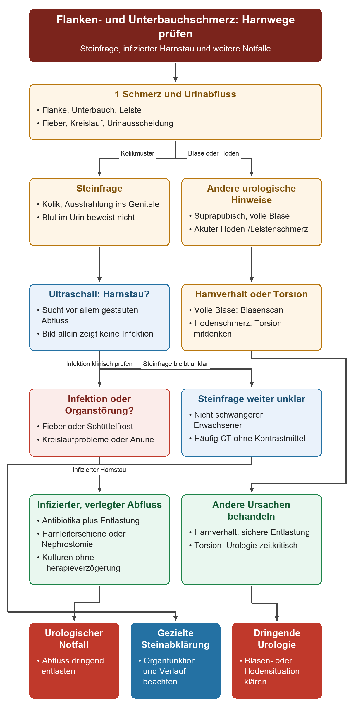 Schmerz und Urinabfluss führen zu Steinfrage oder Blasen-/Hodensymptomen. Ultraschall sucht Harnstau; klinische Infektions- und Organzeichen bestimmen den Notfallweg. Beim infizierten Hindernis gehören Antibiotika und Entlastung zusammen.